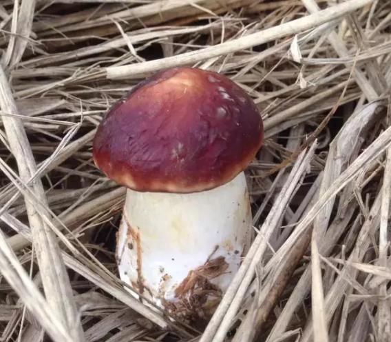 赵雅芝现身长沙步行街 红色旗袍展显古典美“tyc7111cc太阳成集团”(图3) 太阳成tyc7111cc