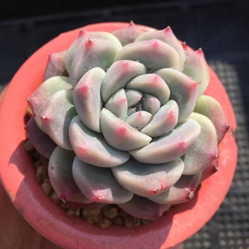 嫩模承认在王力宏家过夜:他为安全留大家睡【太阳成tyc7111cc】(图4) 太阳成tyc7111cc官网