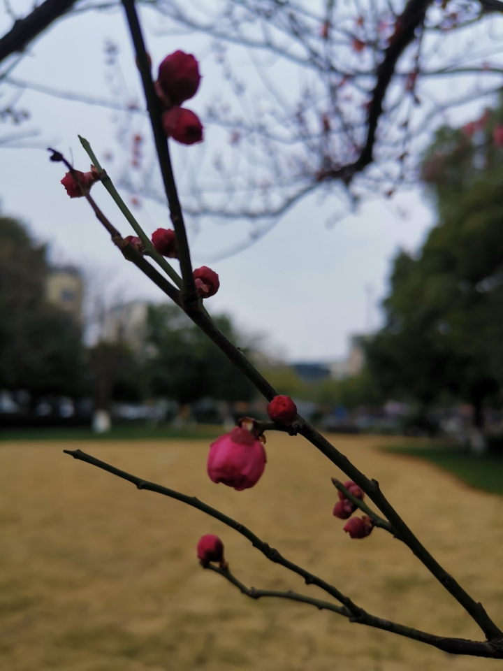 ‘太阳成tyc7111cc’红花镇召开2018年脱贫攻坚工作推进会(图2) 太阳成tyc7111cc官网