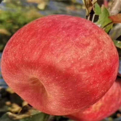 大S汪小菲大婚在即 亲友团抵达三亚(组图)‘tyc7111cc太阳成集团’(图1) 太阳成tyc7111cc