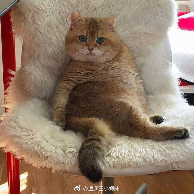 《好莱坞往事》曝最新片场照 小李子皮特“大秀恩爱”|太阳成tyc7111cc官网(图3) 太阳成tyc7111cc官网