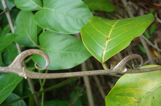 【太阳成tyc7111cc官网】《又见莲花》首播 以小见大展现澳门回归20周年(图4) 太阳成tyc7111cc官网