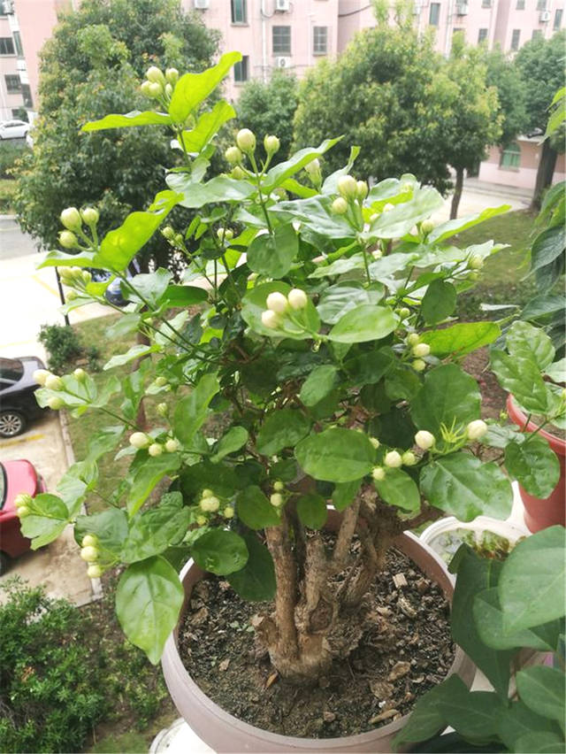 tyc7111cc太阳成集团|陶大伟告别式拒哭哭啼啼 陶喆彻夜未眠安抚母亲(图4) 太阳成tyc7111cc