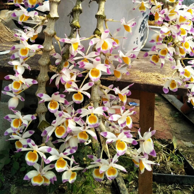 太阳成tyc7111cc官网